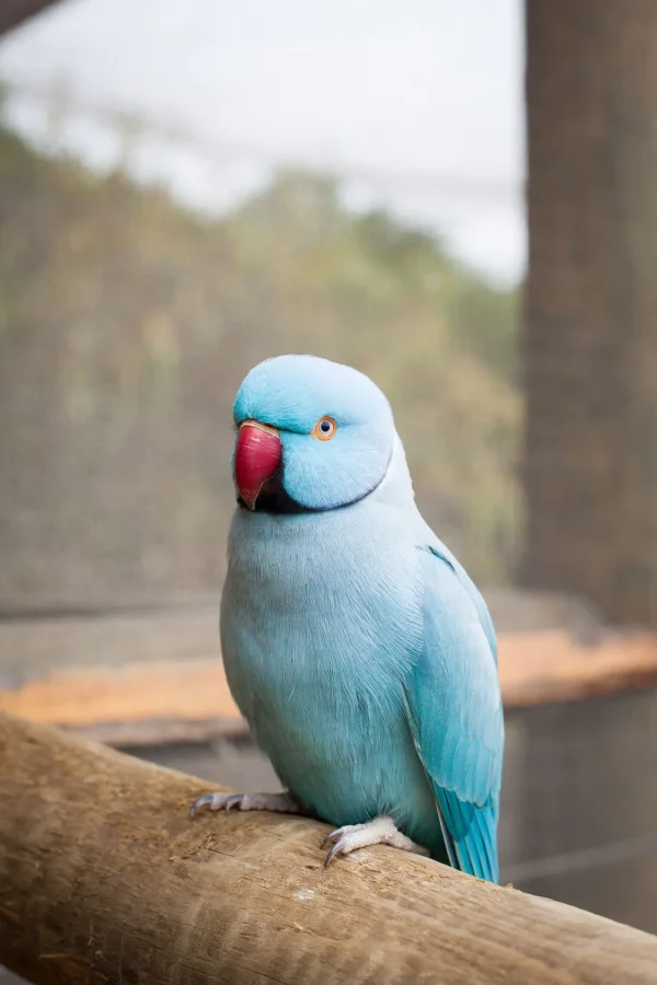 Blue/Cobalt Indian Ringneck