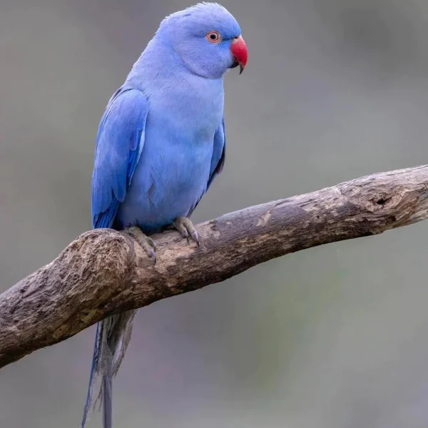 Lavender Indian Ringneck