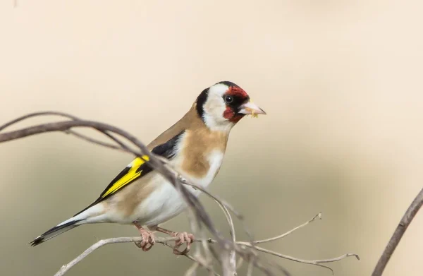 European Parva Goldfinch