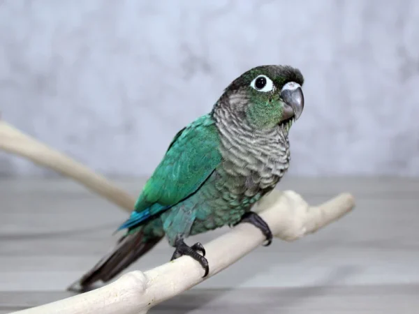 Green-Cheeked Turquois Conure