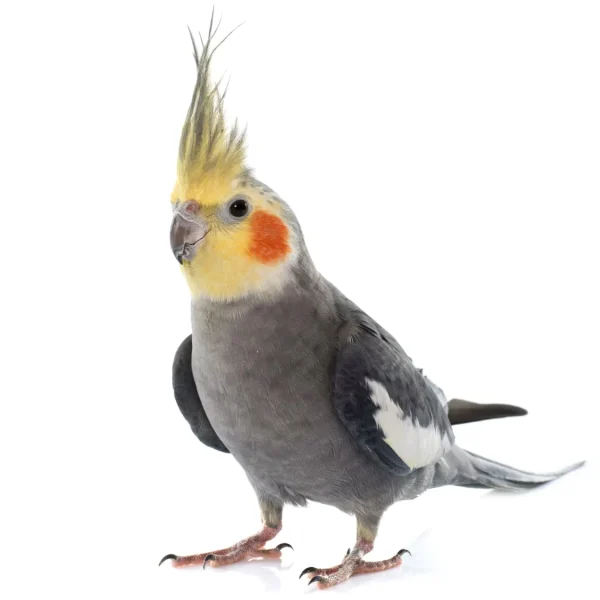 Cockatiel Grey White Face