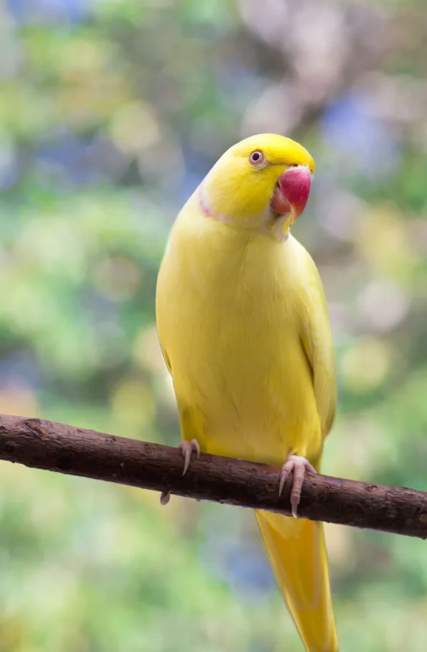 Yellow Indian Ringneck