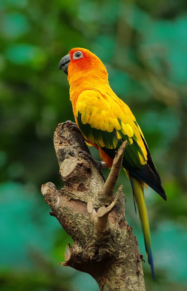 Sun Conure