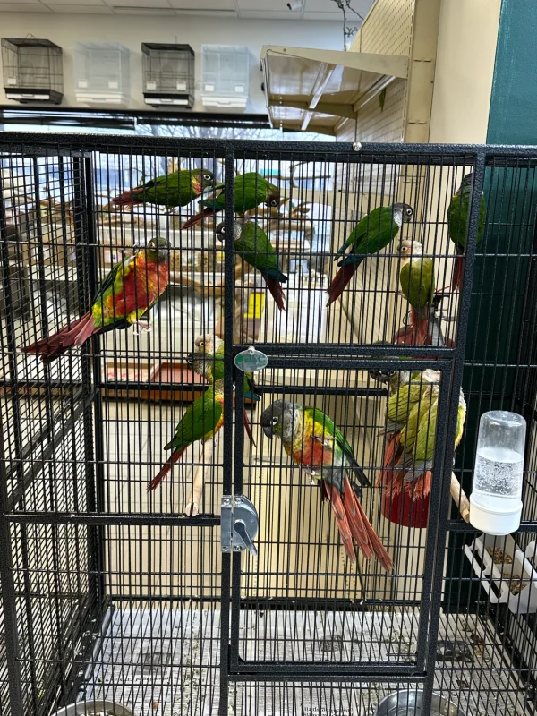 Green-Cheeked Pineapple Conure - Image 3