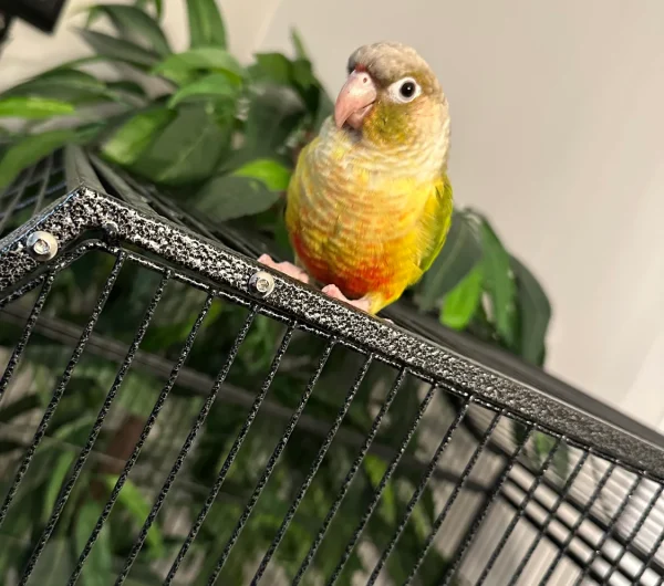 Green-Cheeked Pineapple Conure