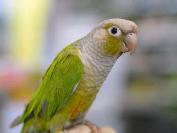 Green-Cheeked Cinnamon Conure