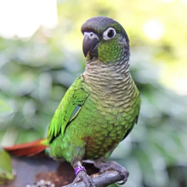 Green-Cheeked Conure