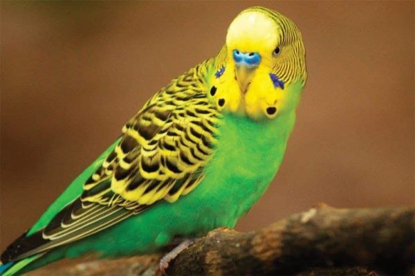 Green budgie