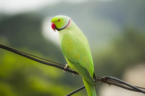 Green Indian Ringneck