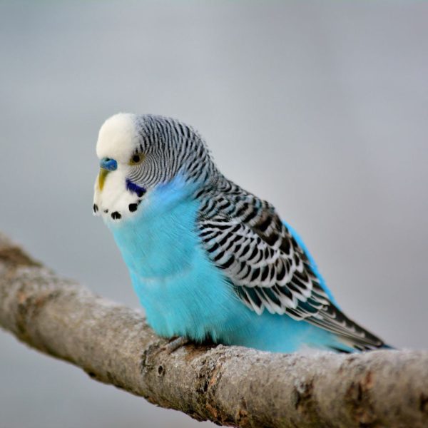 Blue budgie