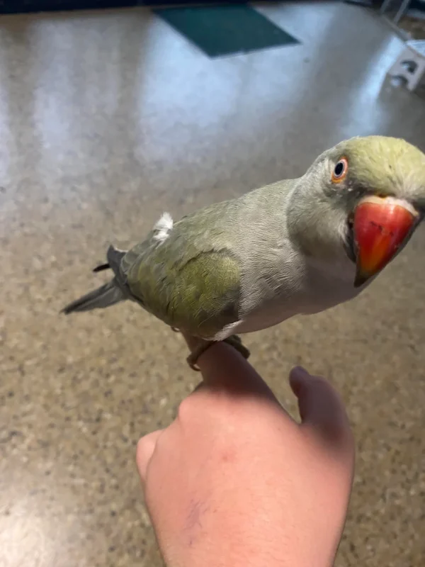 Grey Indian Ringneck