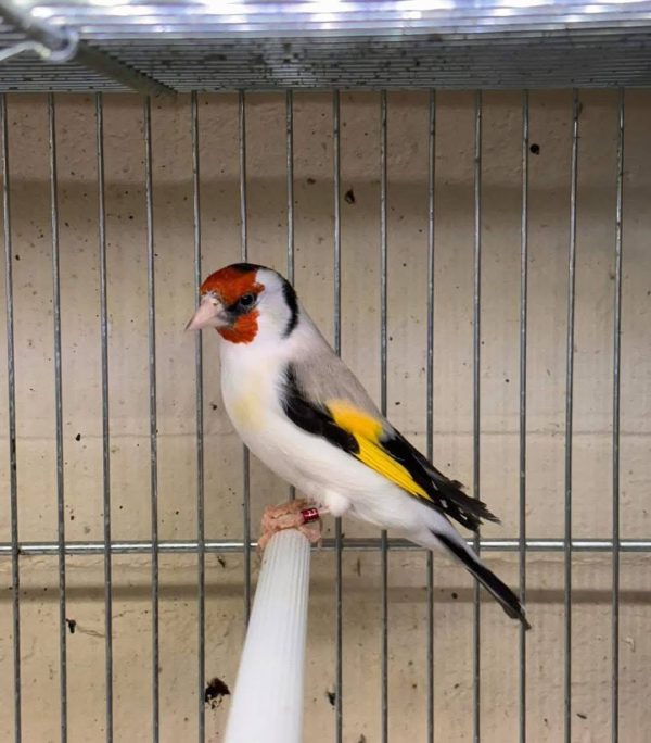 Classic Siberian Goldfinch