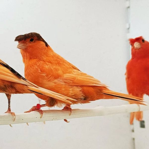 Red Crested Canary