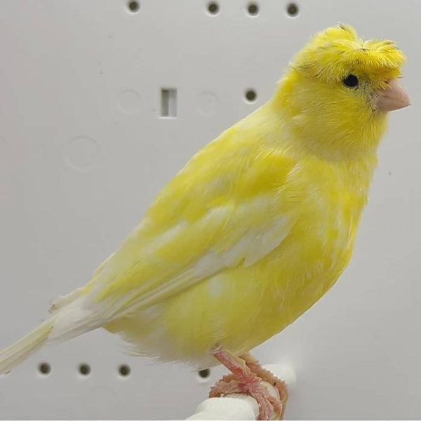 Yellow Crested Canary