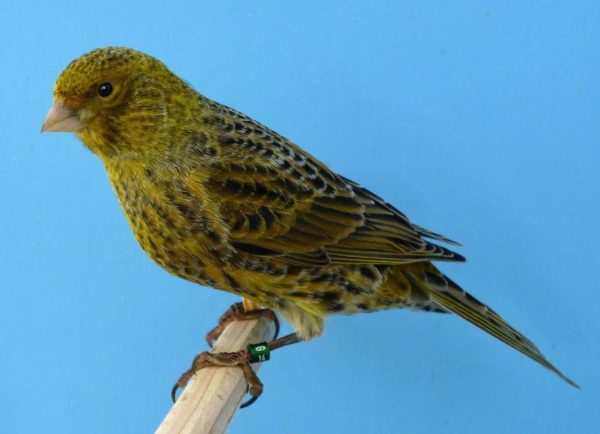 Lizard Canary