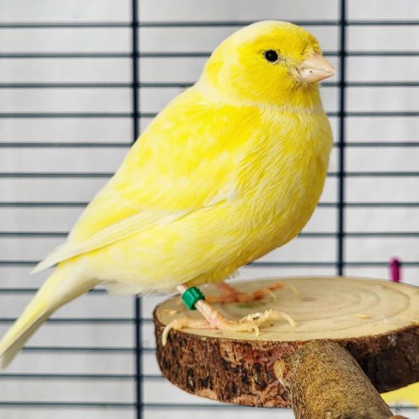 Yellow Canary