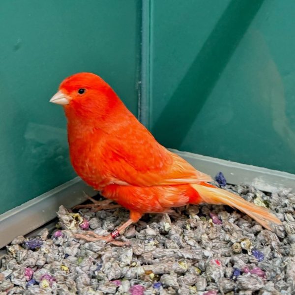 Red Factor Canary