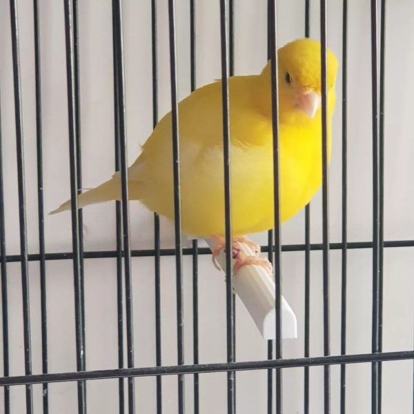 Border Canary