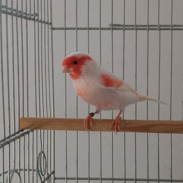 Red Mosiac Canary