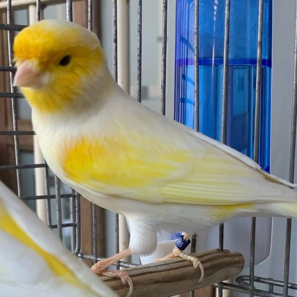 White Mosiac Canary