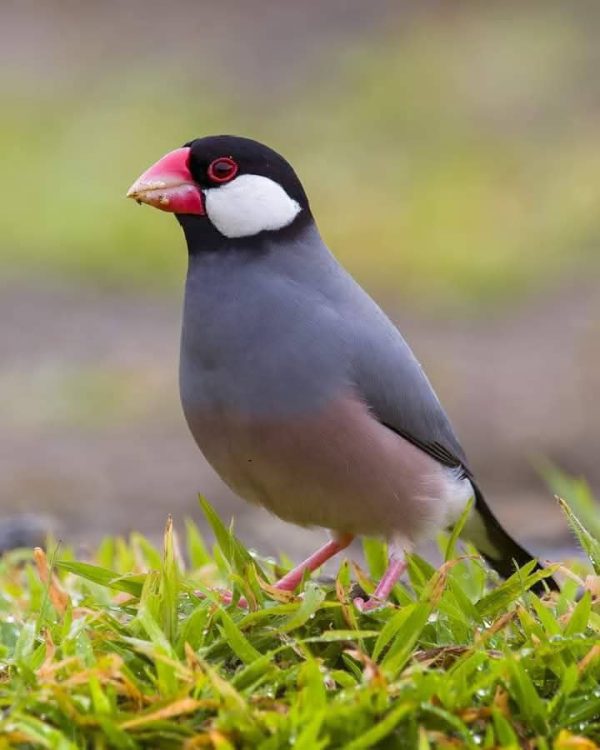 Java Sparrow