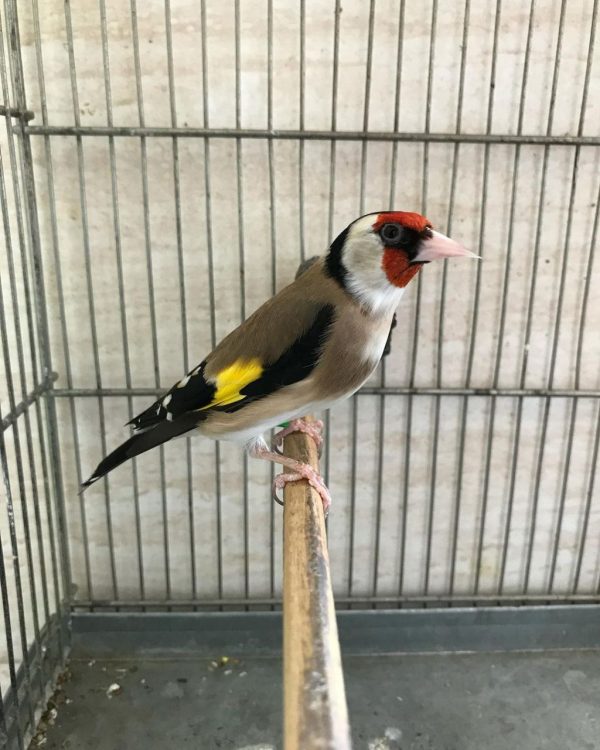 European Goldfinches