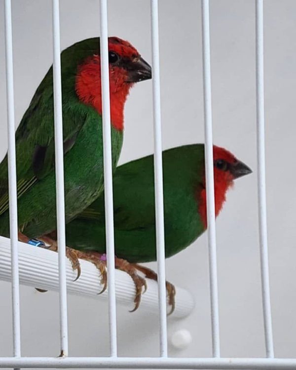 Red Face Parrot Finch