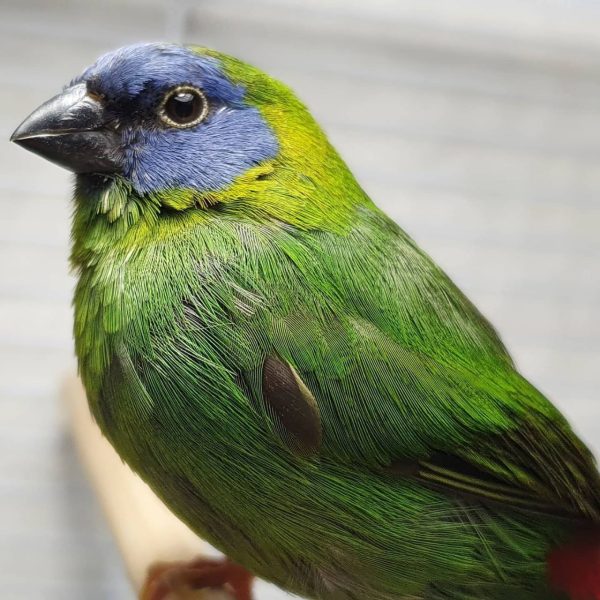 Blue Face Parrot Finch