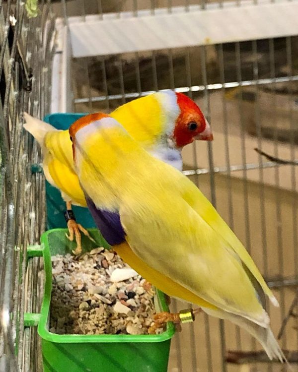 Yellow Back Gouldians