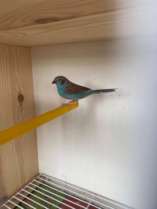 Red cheeked cordon Bleu Finch