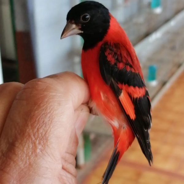 Red Siskins Finch