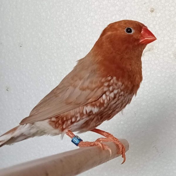 Triple red zebra finches