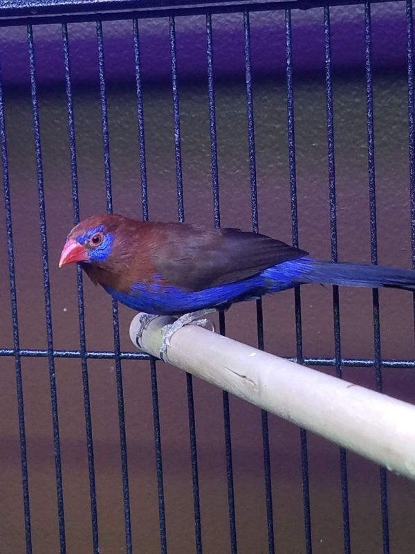 Purple Grenadier Finch