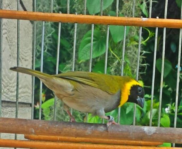 Cuban Melodious Finch