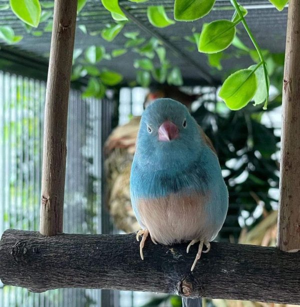 Bleu Capped cordon Finch