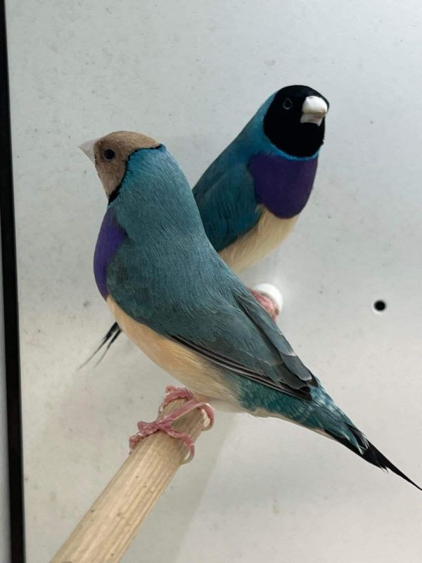 Blue back gouldians