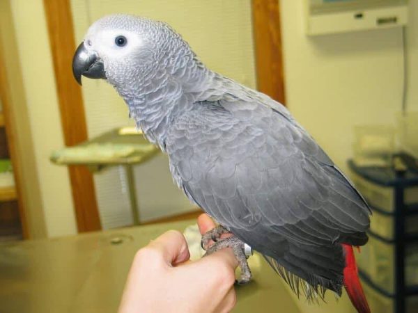 African Grey Parrot