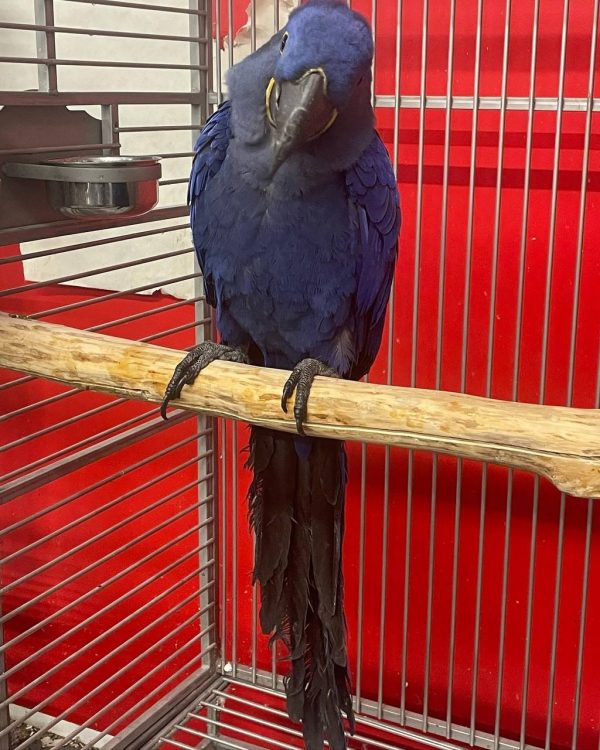 Hyacinth Macaw