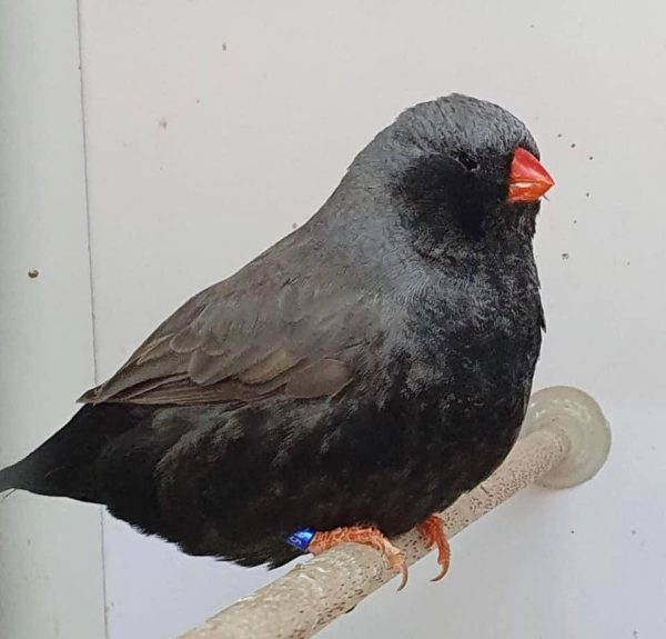 Zebra finch charcoal mutation