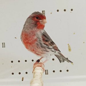 Red Agate Mosiac Canary