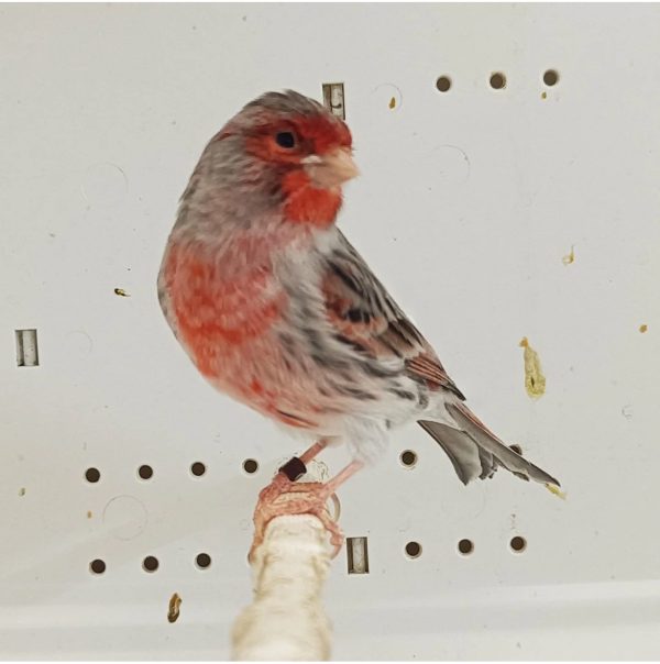 Red Agate Mosiac Canary